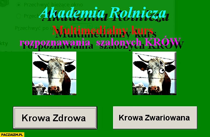 
    Akademia rolnicza multimedialny kurs rozpoznawania szalonych krów. Krowa zdrowa vs krowa zwariowana