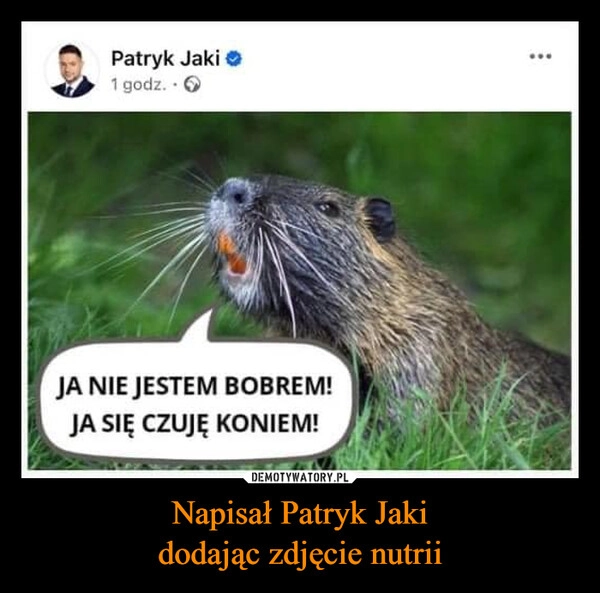 
    Napisał Patryk Jaki
dodając zdjęcie nutrii