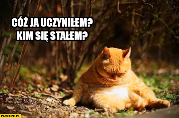 
    Cóż ja uczyniłem kim się stałem kot