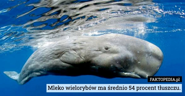 
    Mleko wielorybów ma średnio 54 procent tłuszczu.