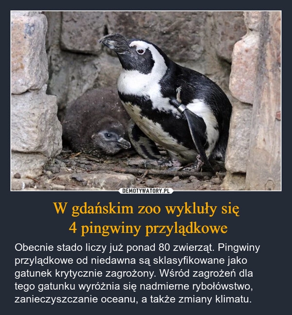 
    W gdańskim zoo wykluły się
 4 pingwiny przylądkowe