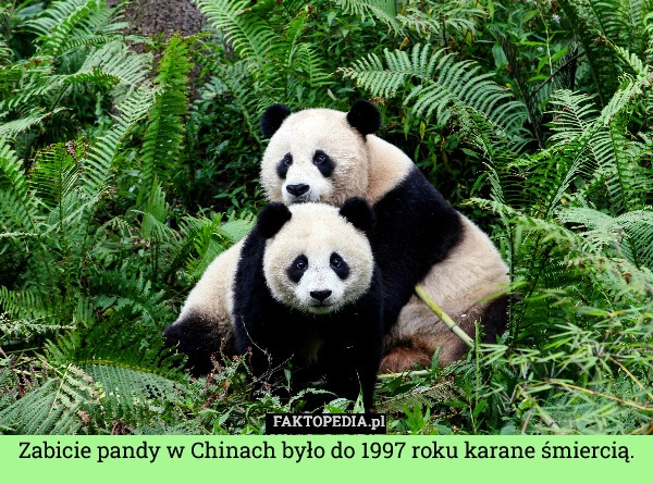 
    Zabicie pandy w Chinach było do 1997 roku karane śmiercią.