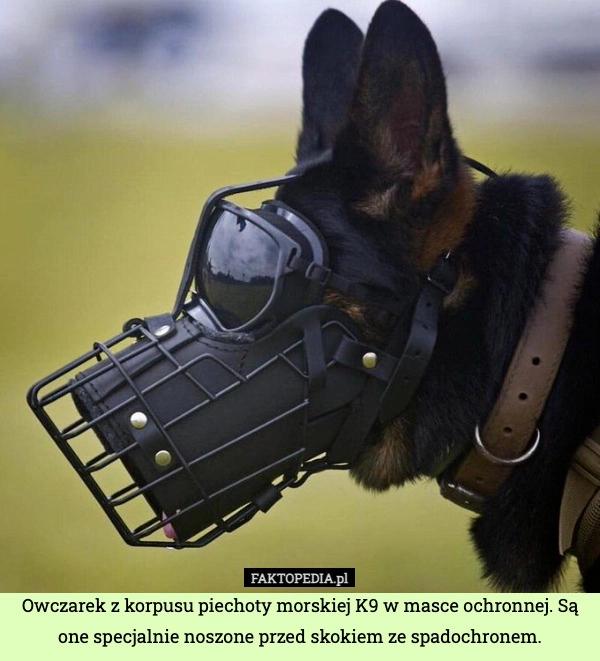 
    Owczarek z korpusu piechoty morskiej K9 w masce ochronnej. Są one specjalnie