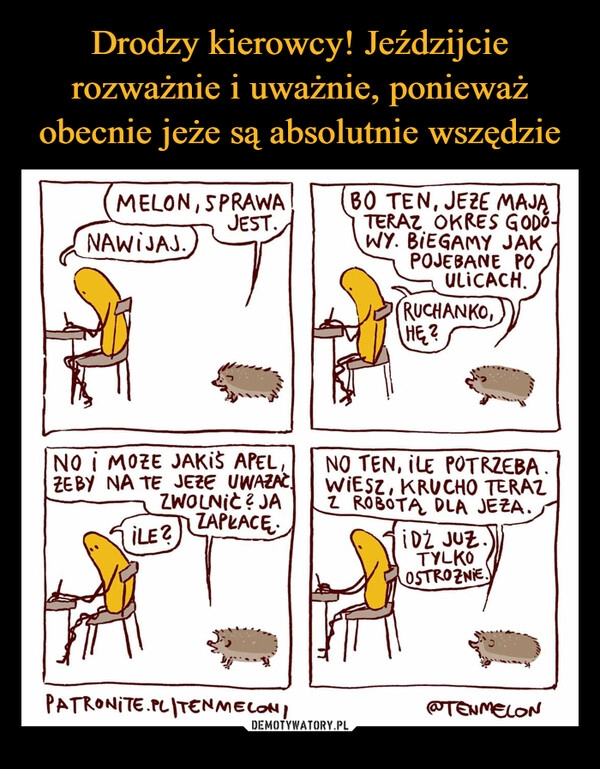 
    Drodzy kierowcy! Jeździjcie rozważnie i uważnie, ponieważ obecnie jeże są absolutnie wszędzie