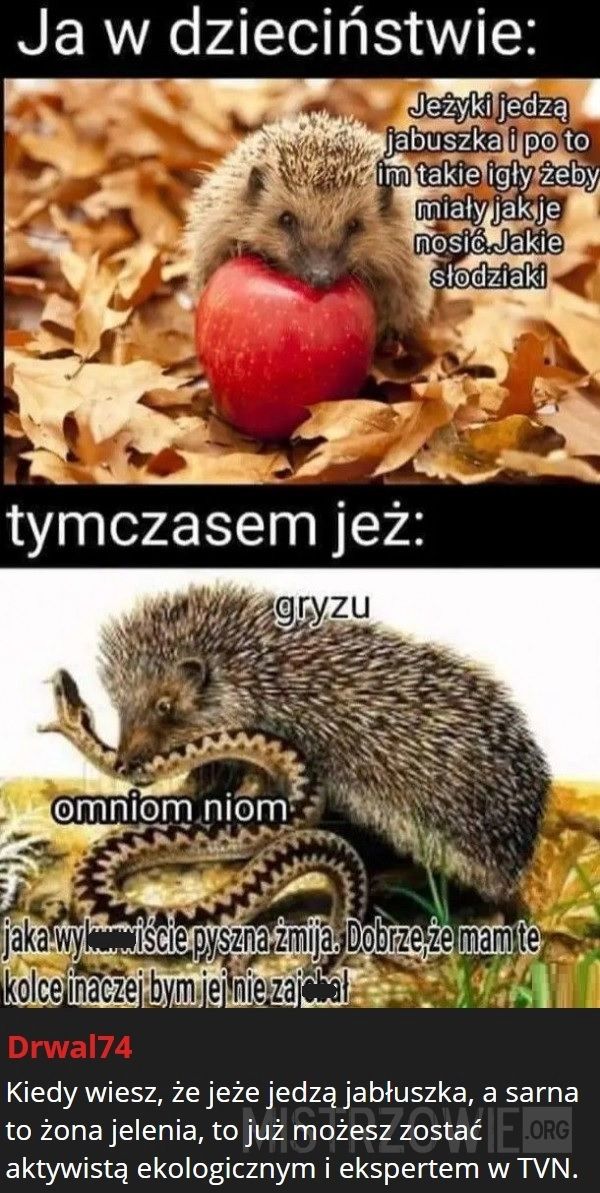 
    Dobry ziomek jeż