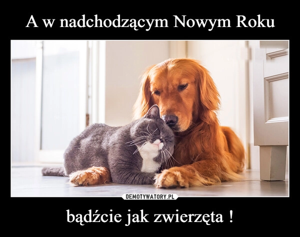 
    A w nadchodzącym Nowym Roku bądźcie jak zwierzęta !