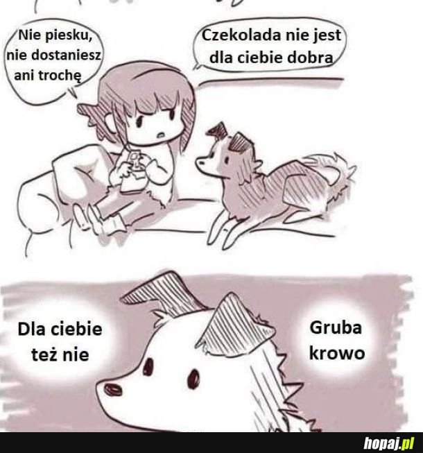 
    Czekolada jest niedobra dla psów