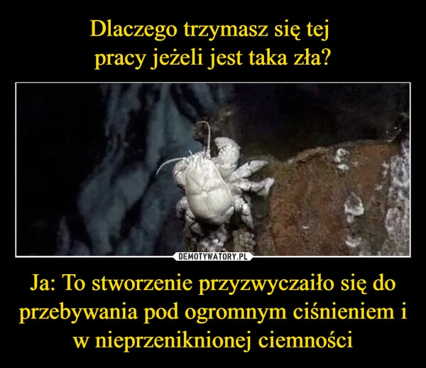 
    Dlaczego trzymasz się tej 
pracy jeżeli jest taka zła? Ja: To stworzenie przyzwyczaiło się do przebywania pod ogromnym ciśnieniem i w nieprzeniknionej ciemności