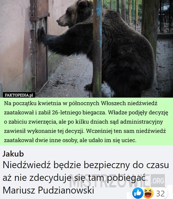 
    Niedźwiedź