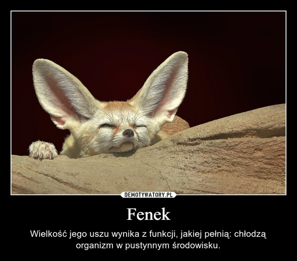 
    Fenek