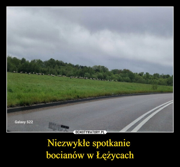 
    Niezwykłe spotkanie 
bocianów w Łężycach