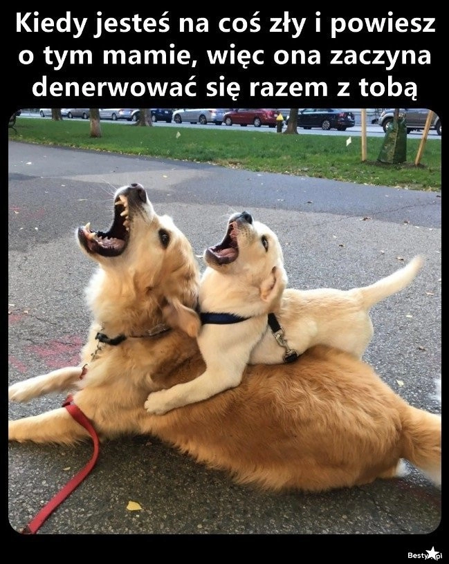 
    Udzieliło się 