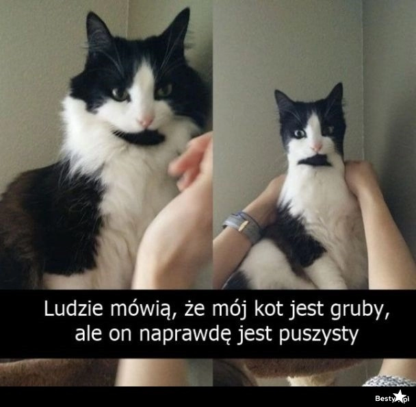 
    Puszysty kotek 