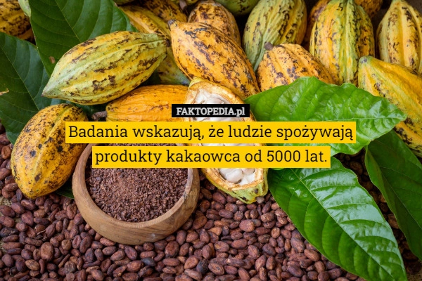 
    Badania wskazują, że ludzie spożywają
produkty kakaowca od 5000 lat.