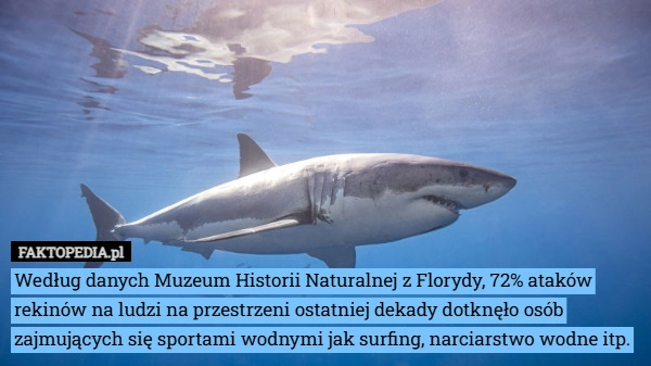 
    Według danych Muzeum Historii Naturalnej z Florydy, 72% ataków rekinów na...