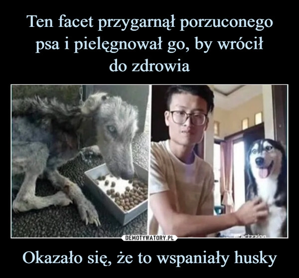 
    Ten facet przygarnął porzuconego psa i pielęgnował go, by wrócił
do zdrowia Okazało się, że to wspaniały husky