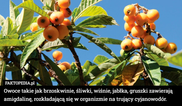 
    Owoce takie jak brzoskwinie, śliwki, wiśnie, jabłka, gruszki zawierają amigdalinę,