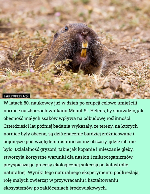 
    W latach 80. naukowcy już w dzień po erupcji celowo umieścili nornice na