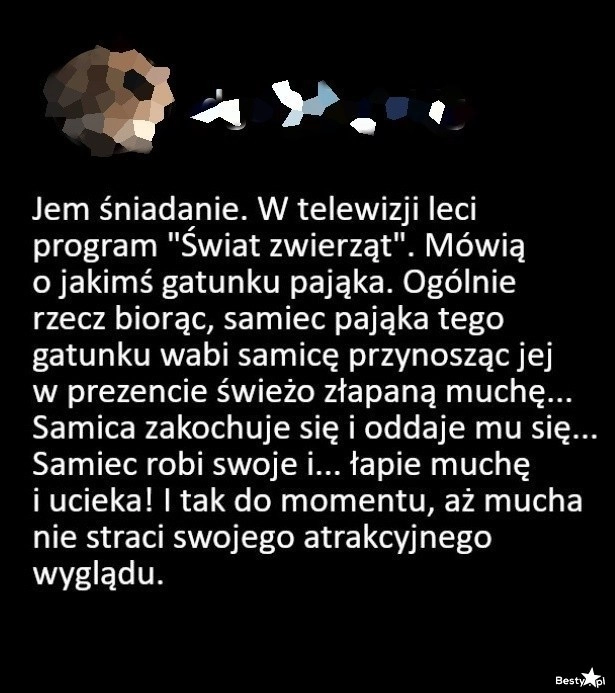 
    Zwyczaje godowe pająków 