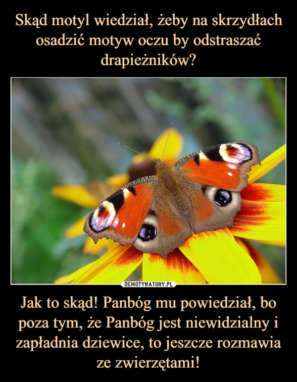 
    Skąd motyl wiedział, żeby na skrzydłach osadzić motyw oczu by odstraszać drapieżników? Jak to skąd! Panbóg mu powiedział, bo poza tym, że Panbóg jest niewidzialny i zapładnia dziewice, to jeszcze rozmawia ze zwierzętami!