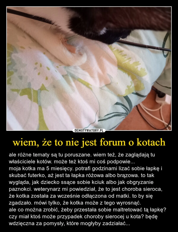 
    wiem, że to nie jest forum o kotach