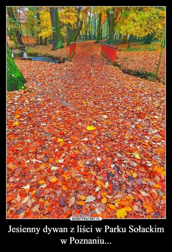 
    Jesienny dywan z liści w Parku Sołackim w Poznaniu...