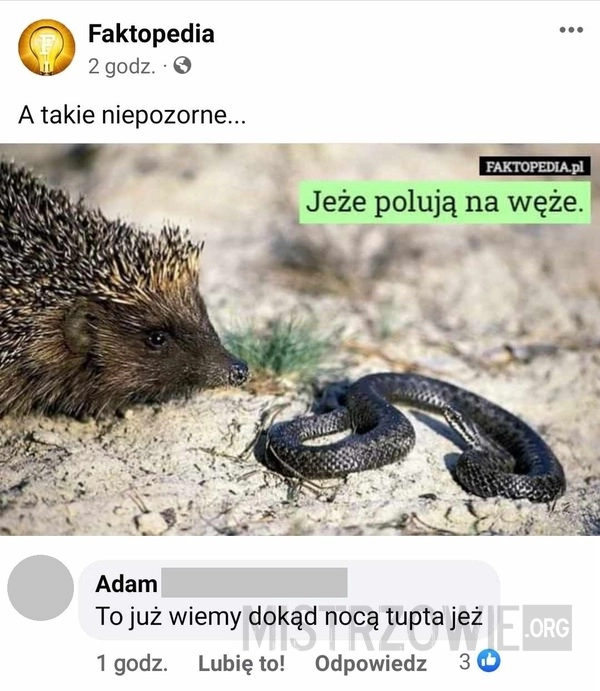 
    Jeże