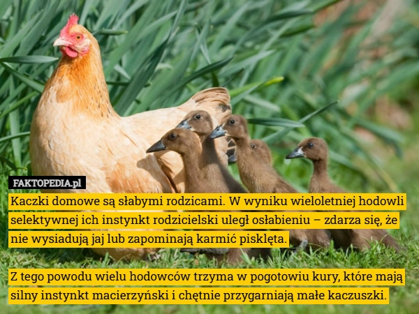 
    Kaczki domowe są słabymi rodzicami. W wyniku wieloletniej hodowli selektywnej