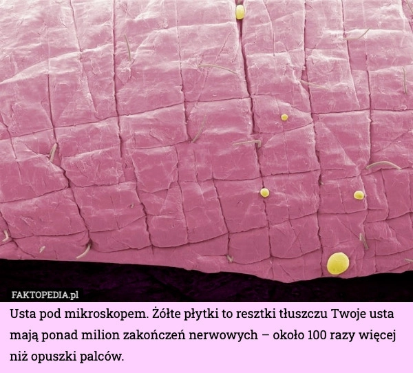 
    Usta pod mikroskopem. Żółte płytki to resztki tłuszczu Twoje usta mają ponad