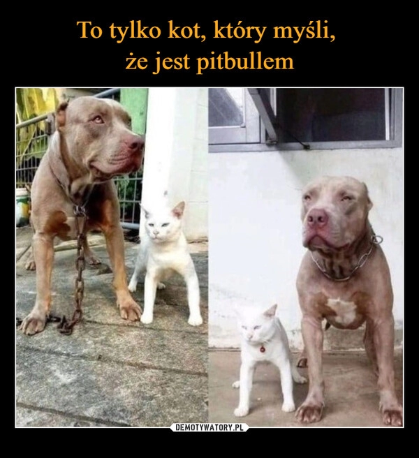 
    To tylko kot, który myśli, 
że jest pitbullem