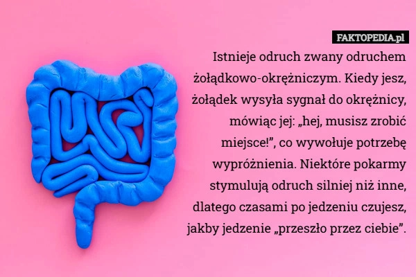 
    Istnieje odruch zwany odruchem żołądkowo-okrężniczym. Kiedy jesz, żołądek