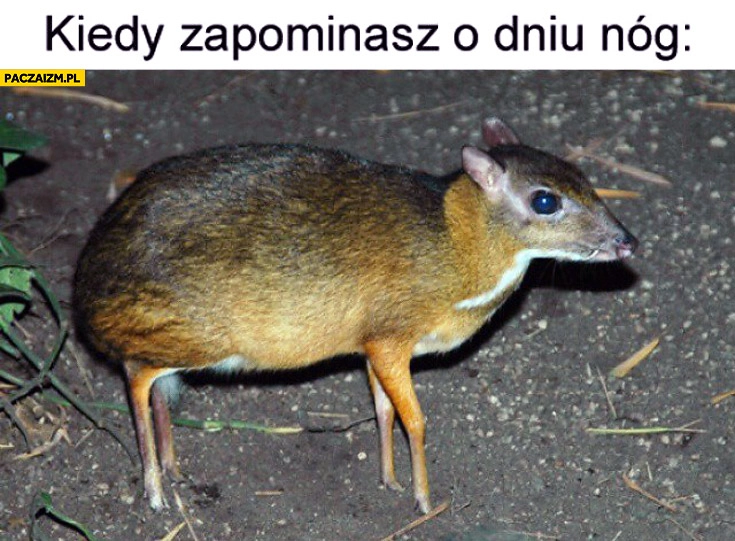
    Kiedy zapominasz o dniu nóg