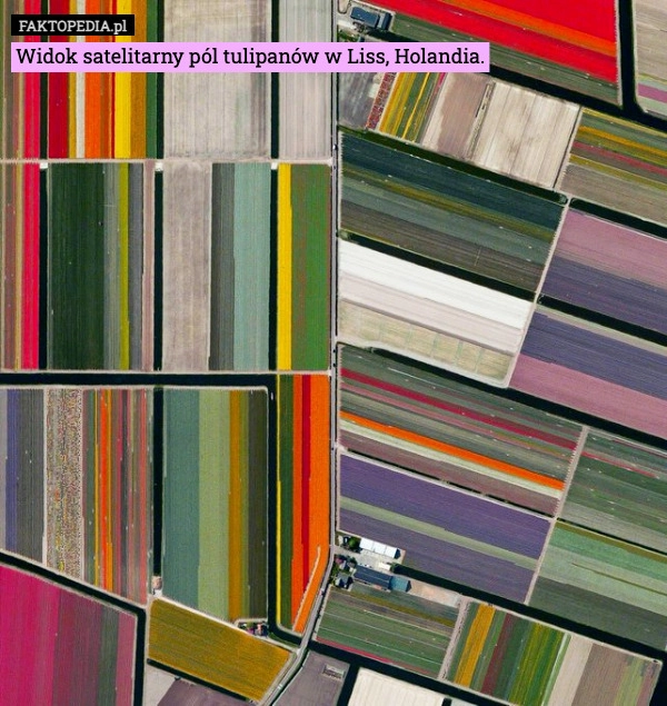 
    Widok satelitarny pól tulipanów w Liss, Holandia.