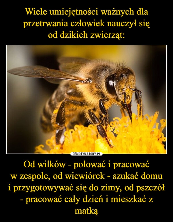 
    Wiele umiejętności ważnych dla przetrwania człowiek nauczył się
od dzikich zwierząt: Od wilków - polować i pracować
w zespole, od wiewiórek - szukać domu
i przygotowywać się do zimy, od pszczół
- pracować cały dzień i mieszkać z matką