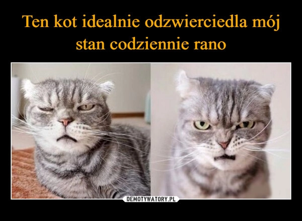 
    Ten kot idealnie odzwierciedla mój stan codziennie rano