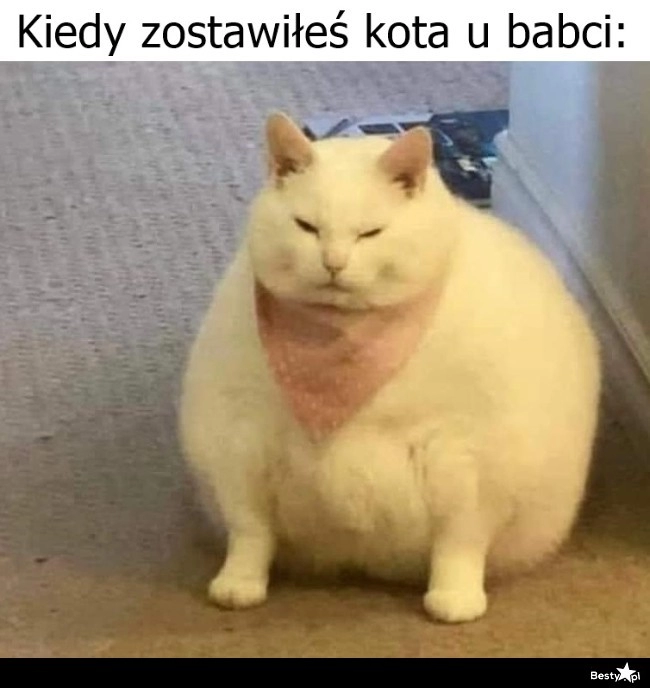 
    Kot u babci 