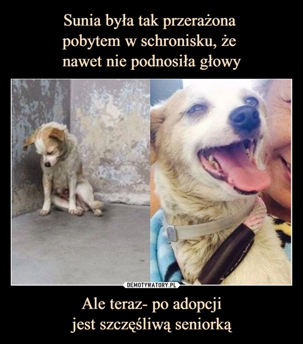 
    Sunia była tak przerażona 
pobytem w schronisku, że 
nawet nie podnosiła głowy Ale teraz- po adopcji
jest szczęśliwą seniorką