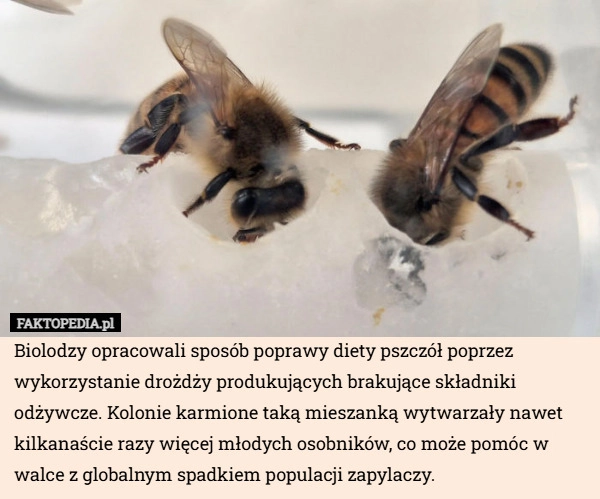 
    Biolodzy opracowali sposób poprawy diety pszczół poprzez wykorzystanie drożdży
