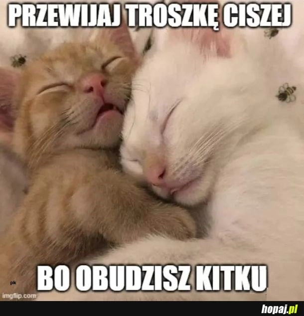 
    śpiące kitku