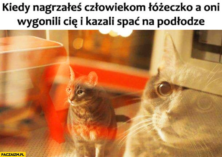 
    Kot kiedy nagrzałeś człowiekowi łóżeczko a oni wygonili Cię i kazali spać na podłodze