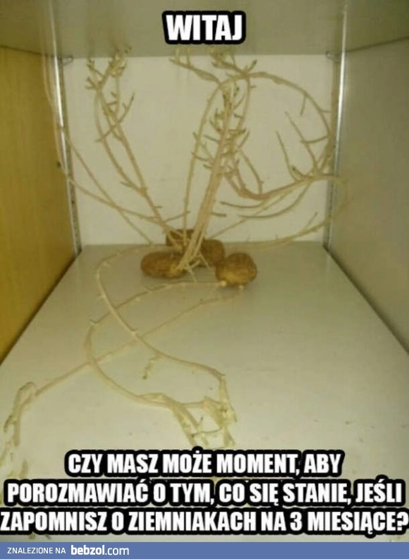 
    Gdy zapomnisz o ziemniakach