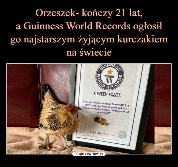 
    Orzeszek- kończy 21 lat,
a Guinness World Records ogłosił
go najstarszym żyjącym kurczakiem
na świecie