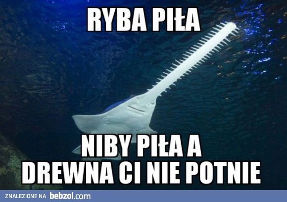 
    Ryba piła 