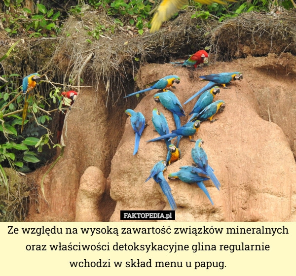 
    Ze względu na wysoką zawartość związków mineralnych oraz właściwości detoksykacyjne