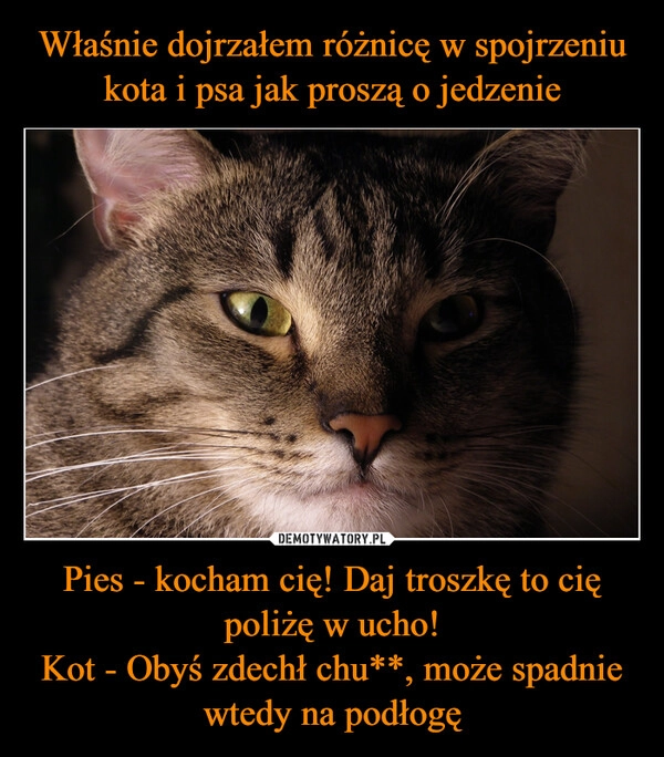 
    Właśnie dojrzałem różnicę w spojrzeniu kota i psa jak proszą o jedzenie Pies - kocham cię! Daj troszkę to cię poliżę w ucho!
Kot - Obyś zdechł chu**, może spadnie wtedy na podłogę