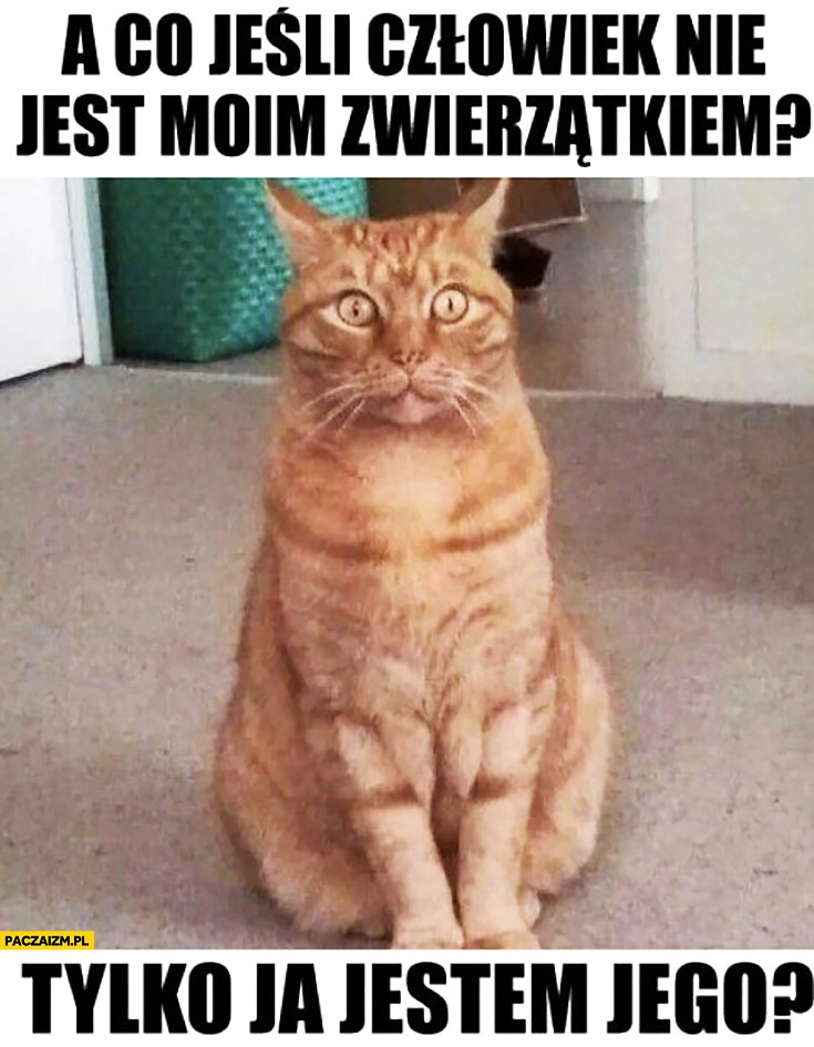 
    A co jeśli człowiek nie jest moim zwierzątkiem tylko ja jego? kot