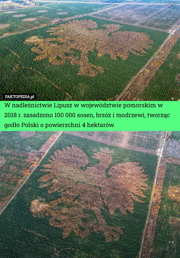 
    W nadleśnictwie Lipusz w województwie pomorskim w 2018 r. zasadzono 100