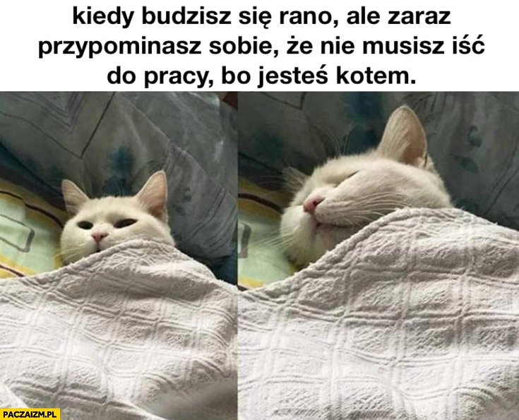 
    Kot kiedy budzisz się rano ale zaraz przypominasz sobie, że nie musisz iść do pracy bo jesteś kotem