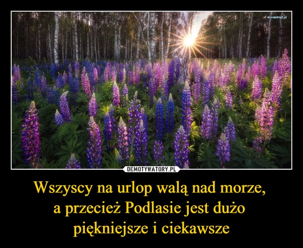 
    Wszyscy na urlop walą nad morze, 
a przecież Podlasie jest dużo 
piękniejsze i ciekawsze