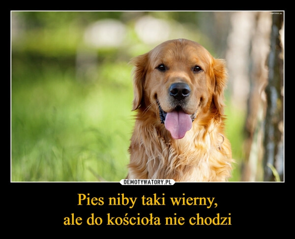 
    Pies niby taki wierny,
ale do kościoła nie chodzi
